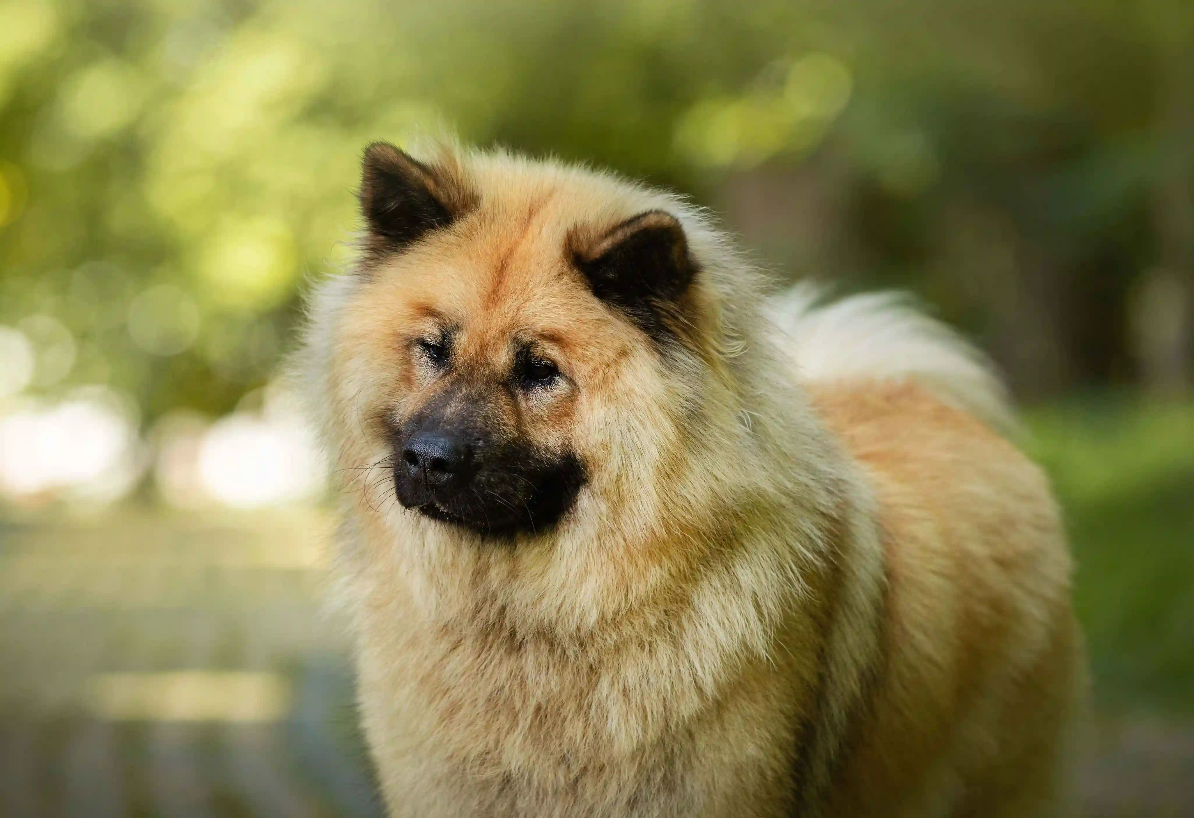 Nasze psy w domowym zaciszu